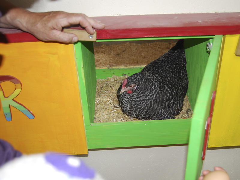 Eier legen ist anstrengend!