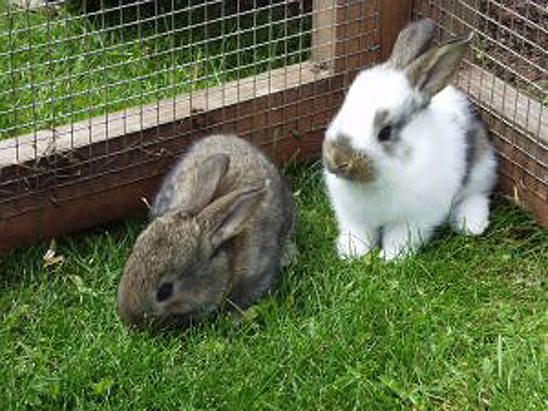 Zwei kleine Hasen im Freigehege