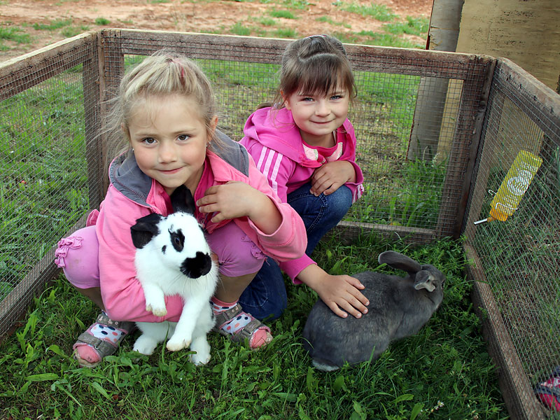 Unsere Hasen lassen sich streicheln