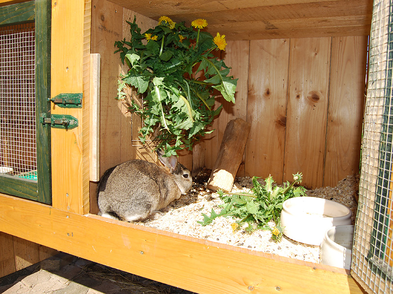 Einer unserer Hasen im Käfig