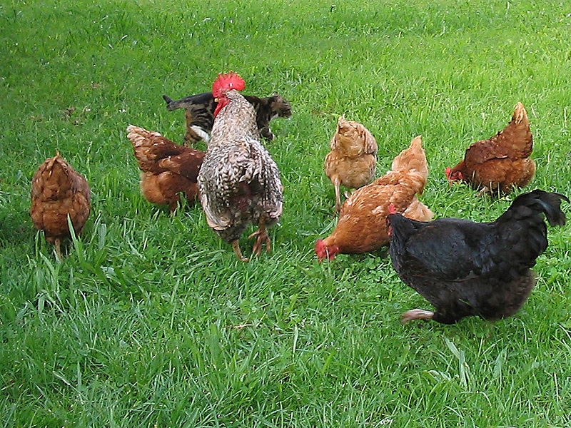 Hühner auf der Wiese