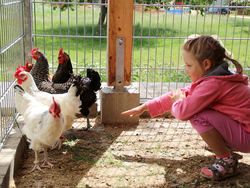 Unsere Hühner im Gehege