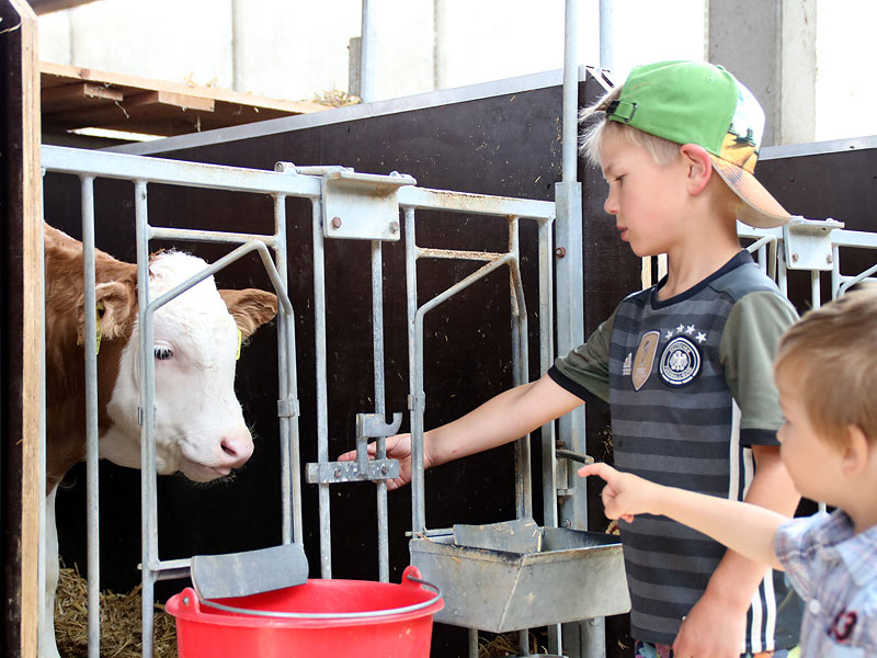 Besuch bei den Kälbchen