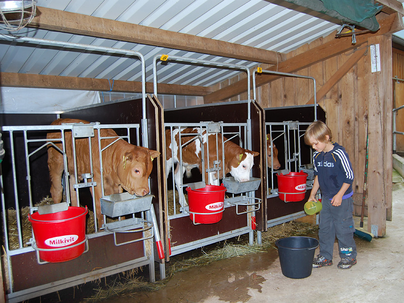 Kälbchen im Stall