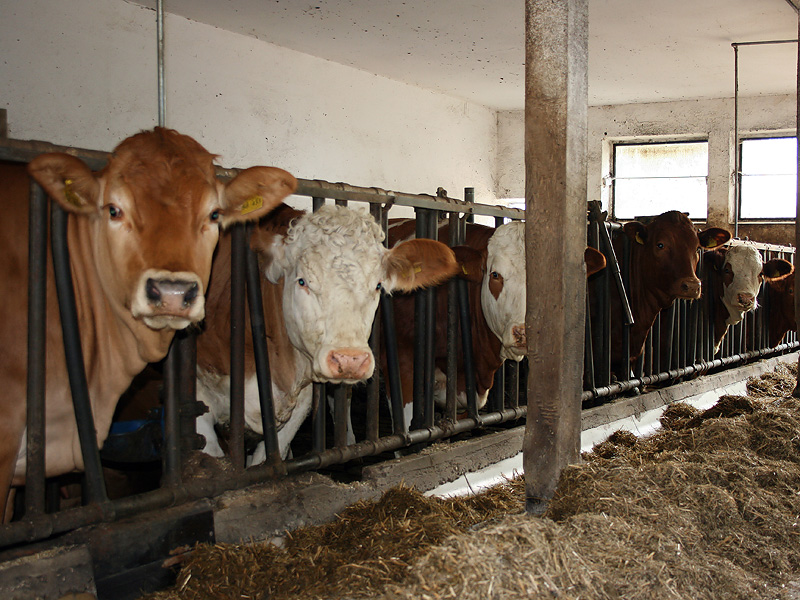 Kalbinnen kurz vor der Fütterung