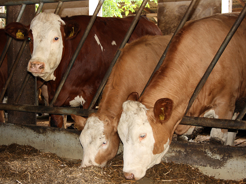 Kalbinnen beim Fressen