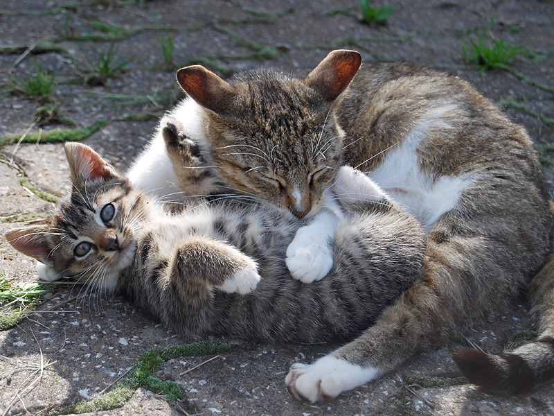 Katzen lieben Gesellschaft