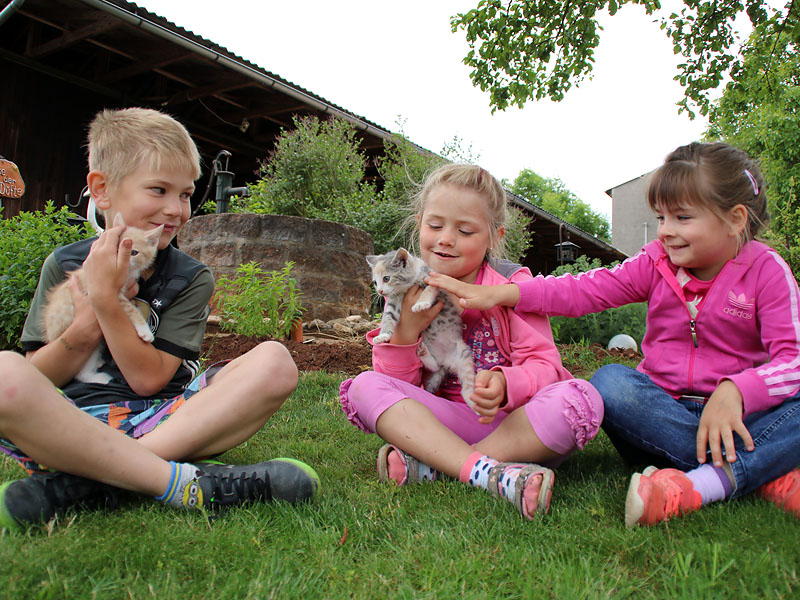Jedes Kind will die kleinen Kätzchen streicheln