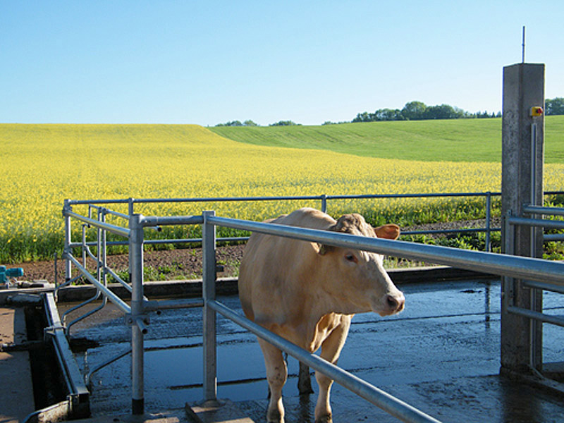 Ich möchte gemolken werden!