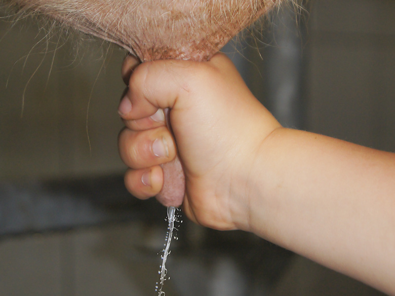 Melken kann man lernen