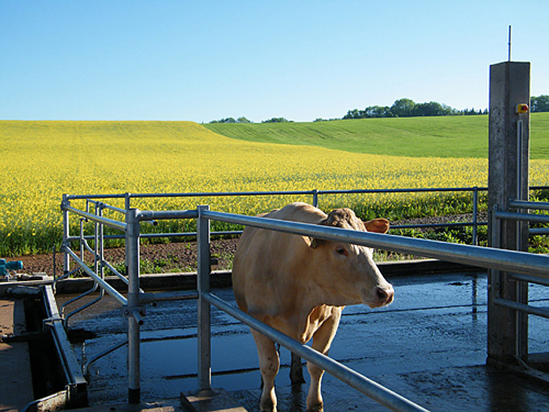 Eine Kuh im Außenbereich