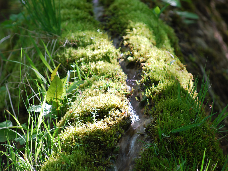 Steinerne Rinne bei Rohrbach