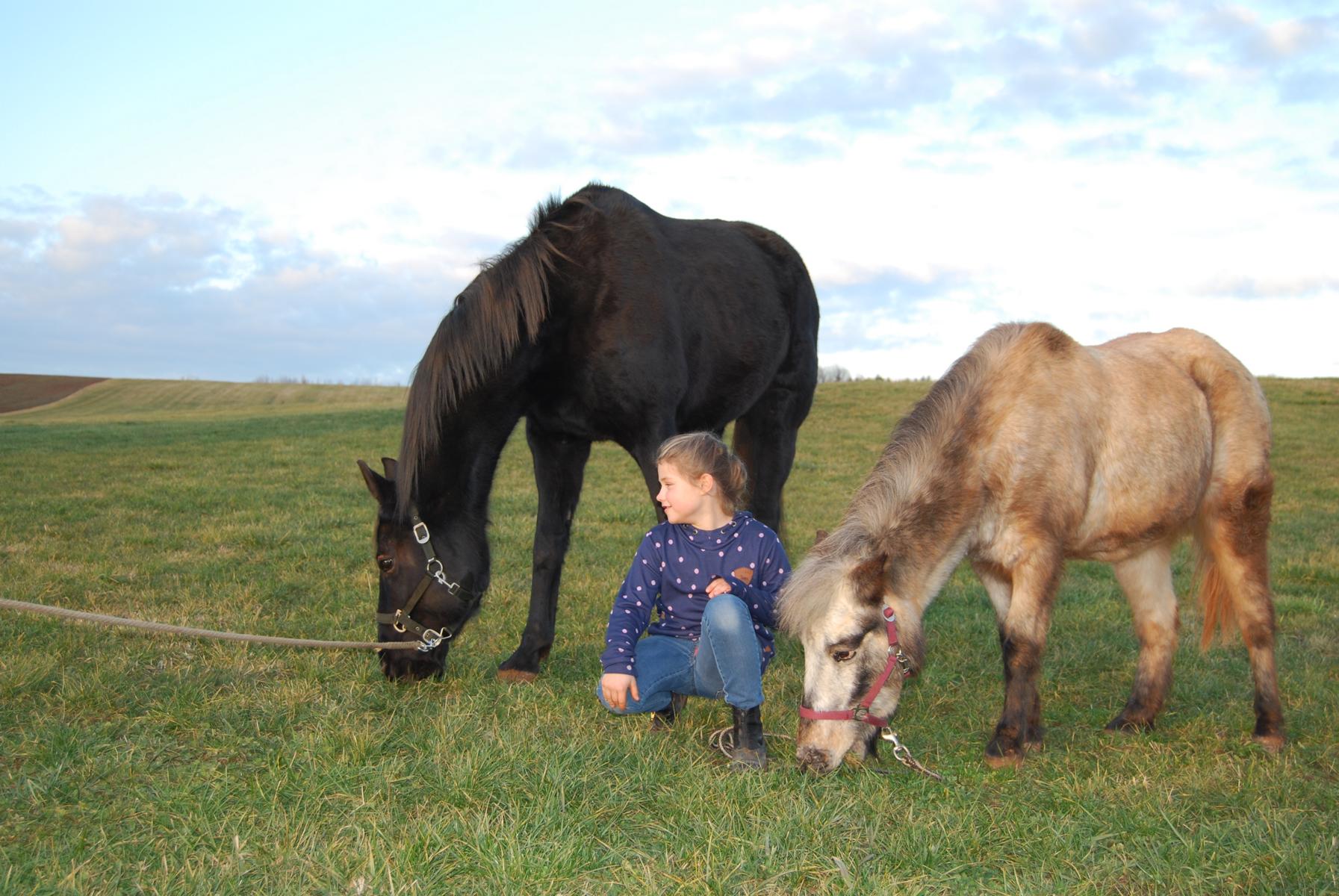 Unsere Hühner im Gehege