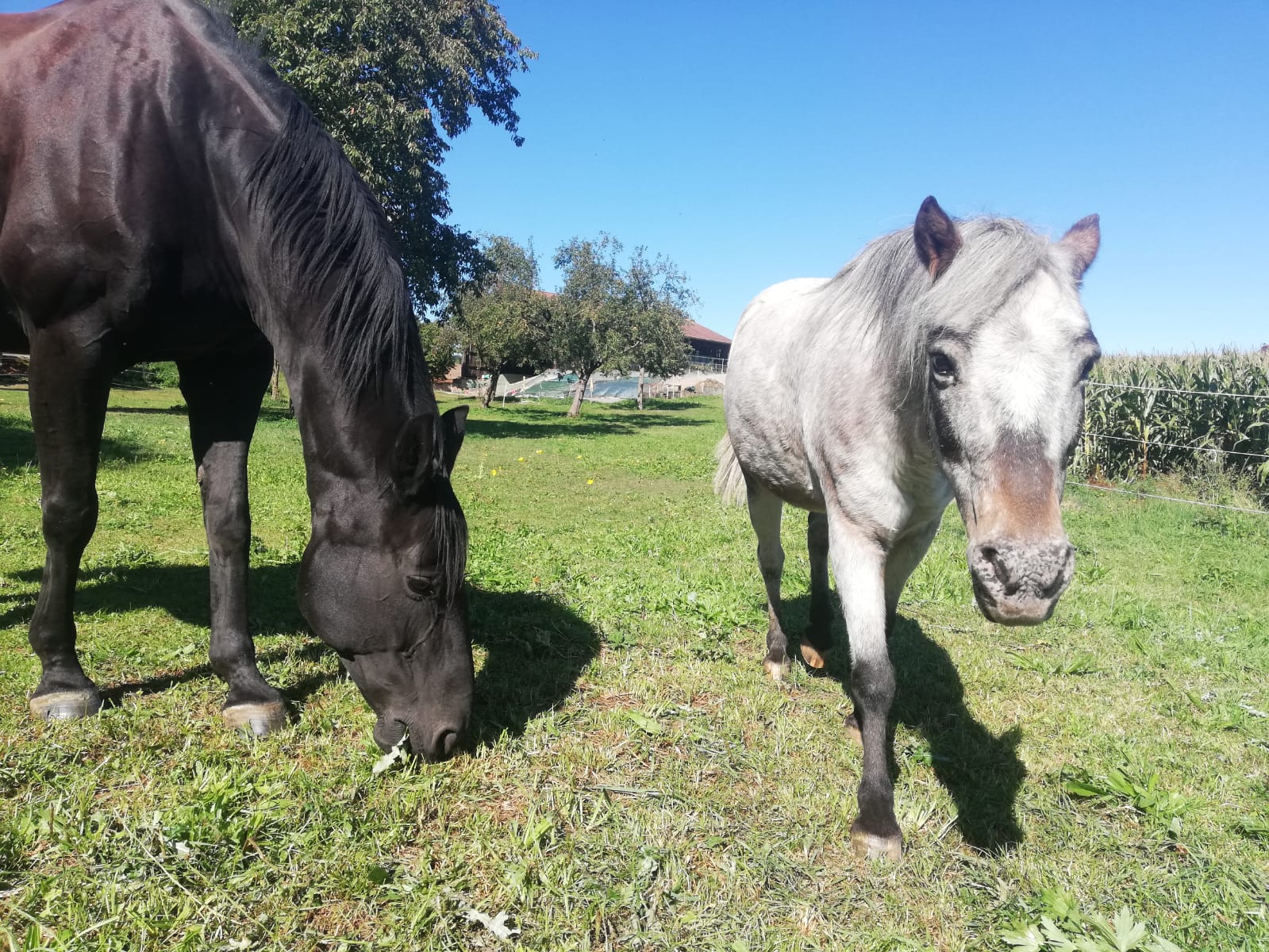 Hühner auf der Wiese